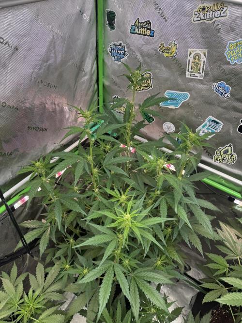 Purple Lemonade RF3. Week 4