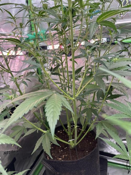Purple Lemonade Auto RF3. Week 4