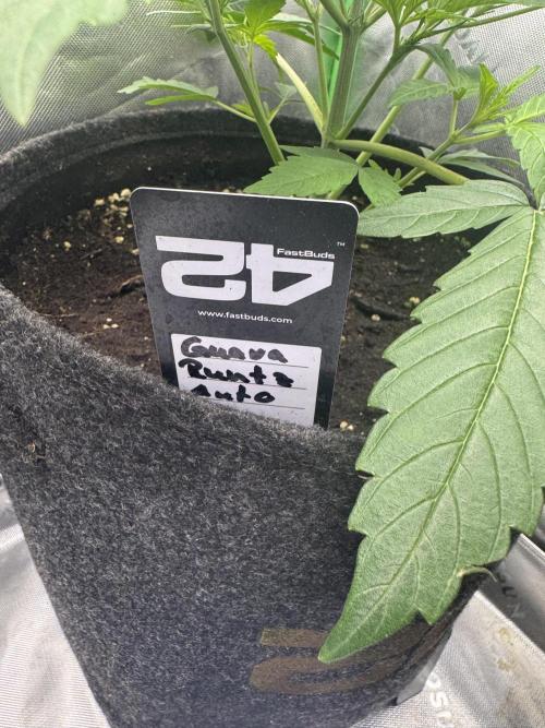 Guava Runtz. Week 3