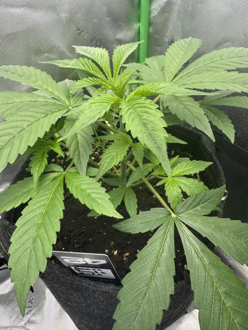 Guava Runtz. Week 3