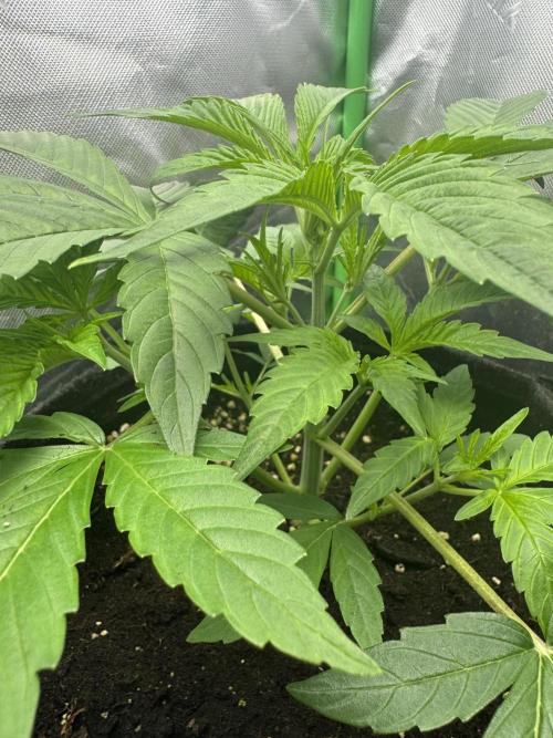 Guava Runtz. Week 3
