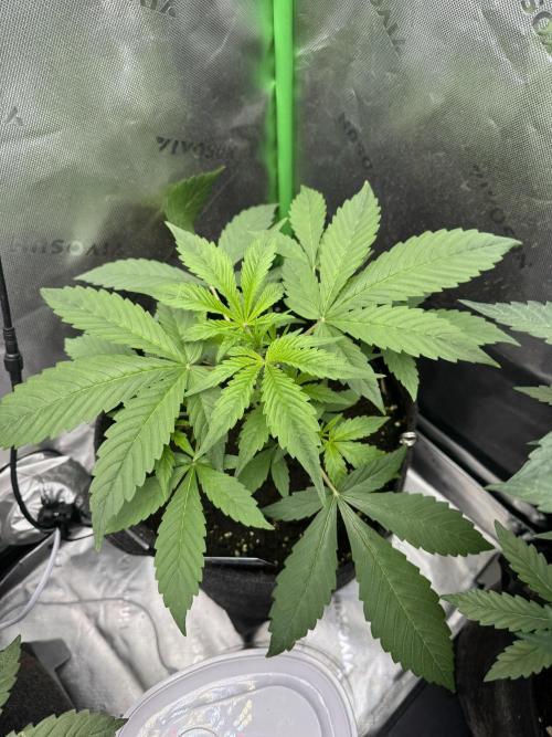 Guava Runtz. Week 3