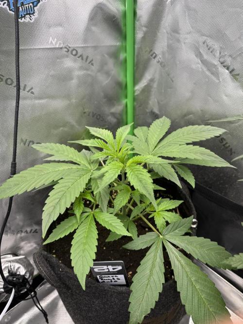 Guava Runtz. Week 3