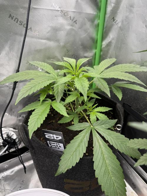 Guava Runtz. Week 3