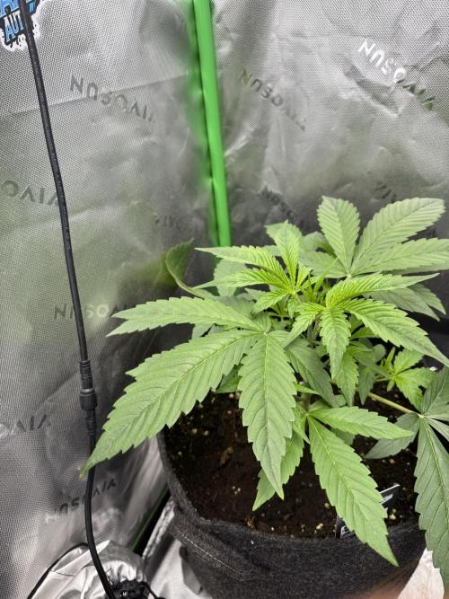 Guava Runtz. Week 3