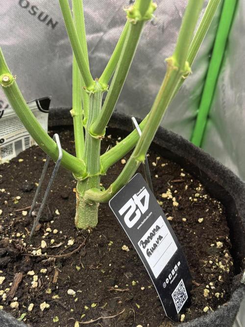Banana Guava. Week 5