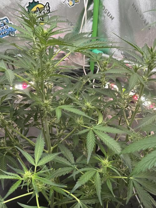 Banana Guava. Week 5