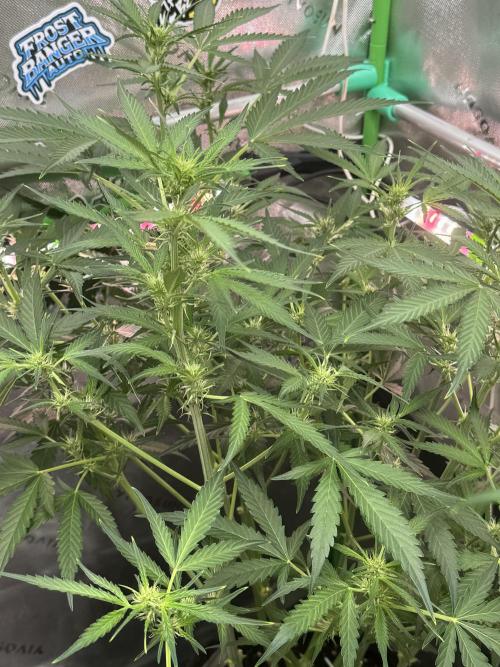 Banana Guava. Week 5