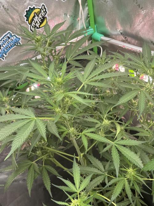 Banana Guava. Week 5