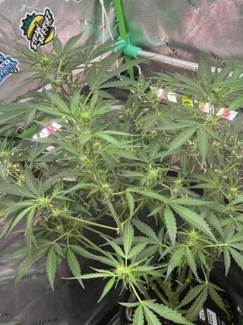 Banana Guava. Week 5
