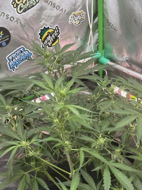 Banana Guava. Week 5