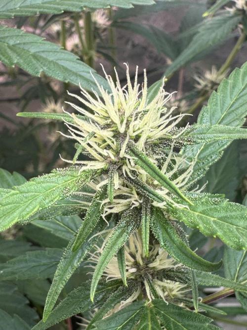 Purple Lemonade RF3. Week 5
