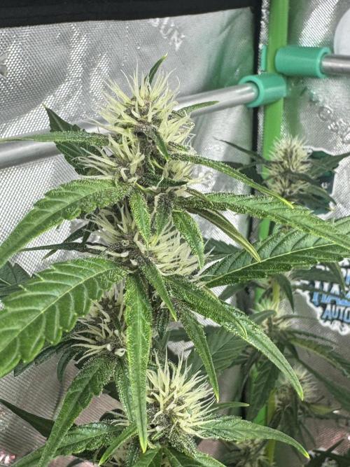 Purple Lemonade RF3. Week 5