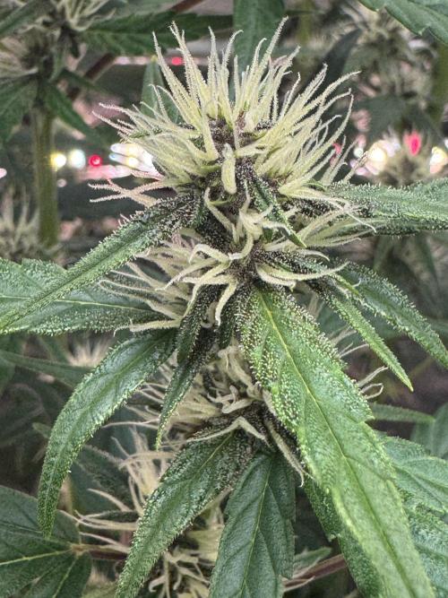 Purple Lemonade RF3. Week 5