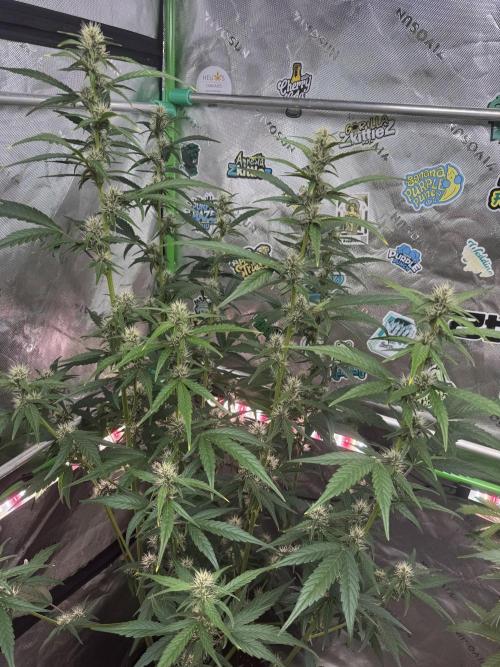 Purple Lemonade RF3. Week 5