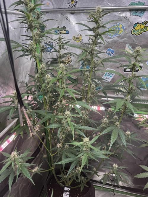 Purple Lemonade RF3. Week 5