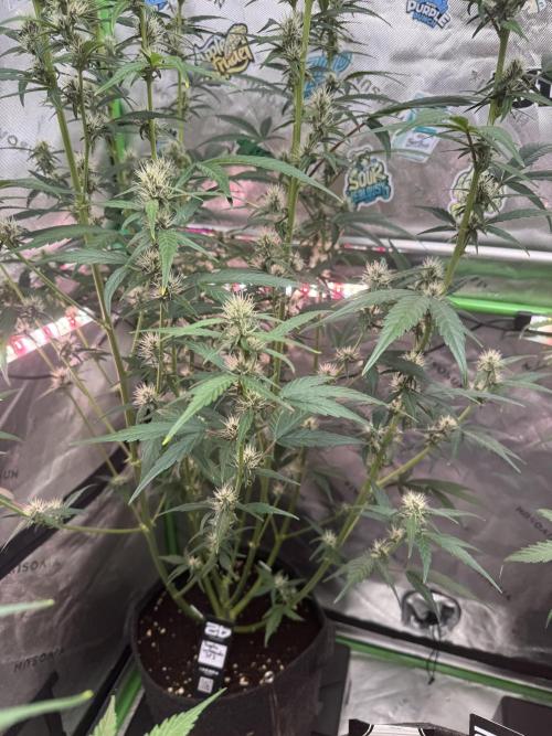 Purple Lemonade RF3. Week 5