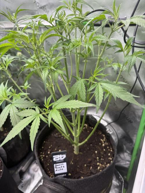 Guava Runtz. Week 4