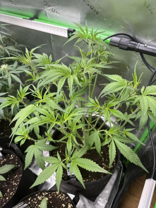 Guava Runtz. Week 4