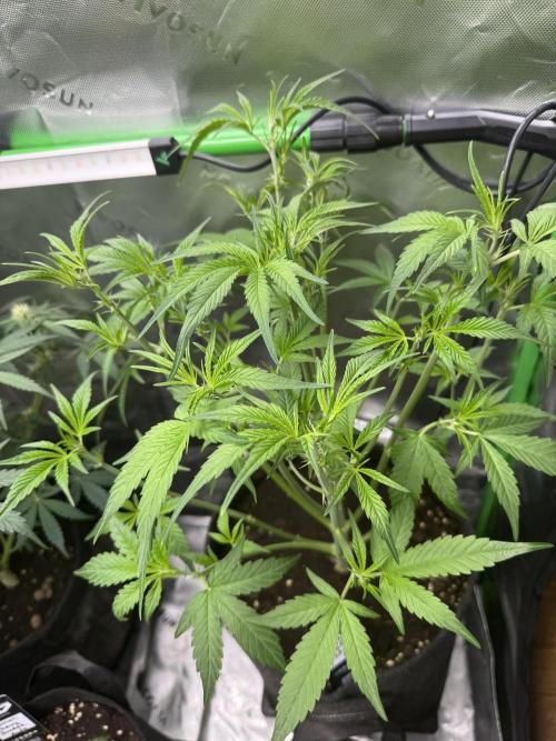 Guava Runtz. Week 4
