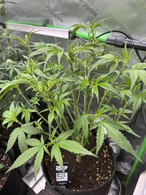 Guava Runtz. Week 4