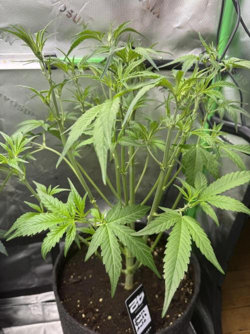 Guava Runtz. Week 4