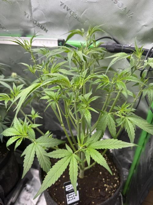Guava Runtz. Week 4