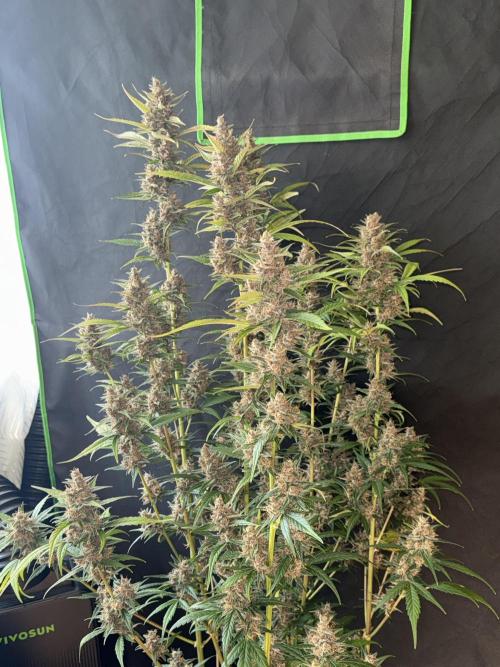 Purple Lemonade RF3. Week 9