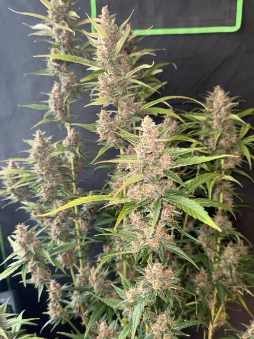 Purple Lemonade RF3. Week 9