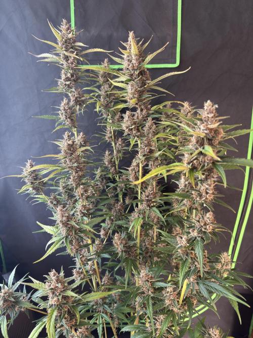 Purple Lemonade RF3. Week 9
