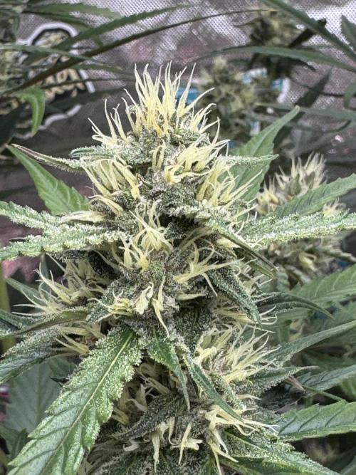 Guava Runtz. Week 7
