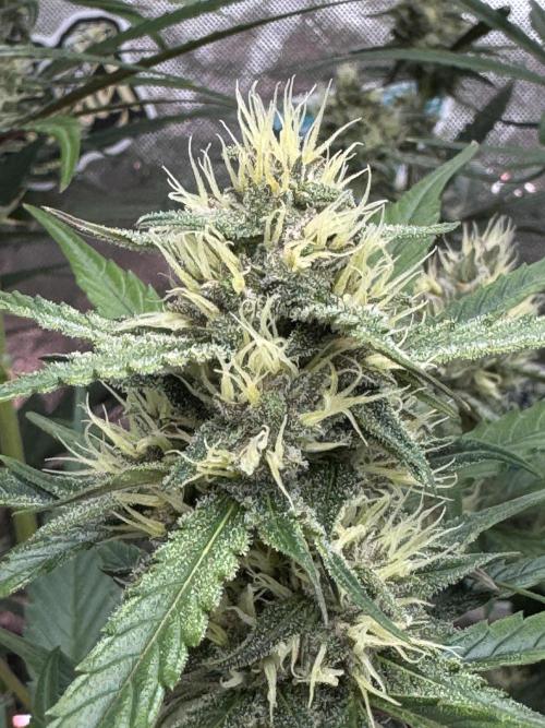 Guava Runtz. Week 7