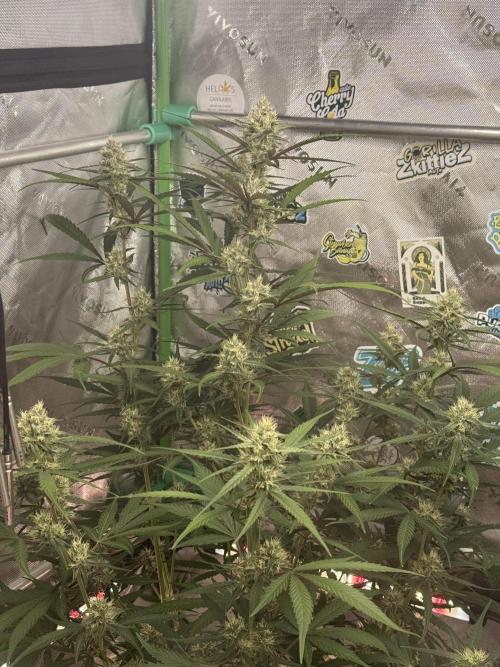 Guava Runtz. Week 7