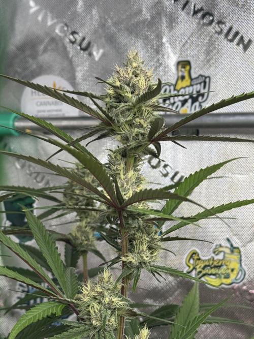 Guava Runtz. Week 7
