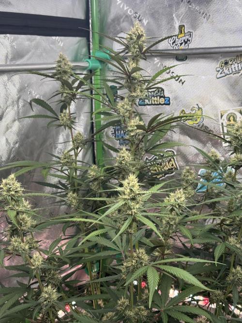 Guava Runtz. Week 7