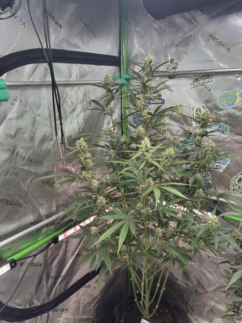 Guava Runtz. Week 7