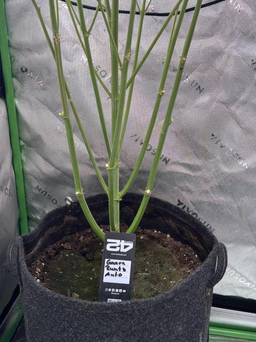 Guava Runtz. Week 7