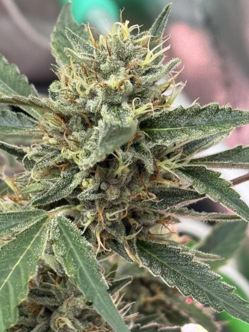 Banana Guava. Week 9
