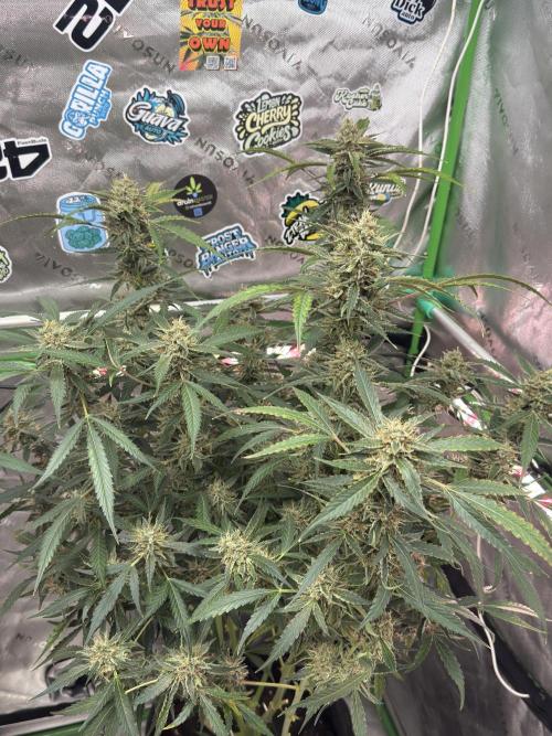Banana Guava. Week 9