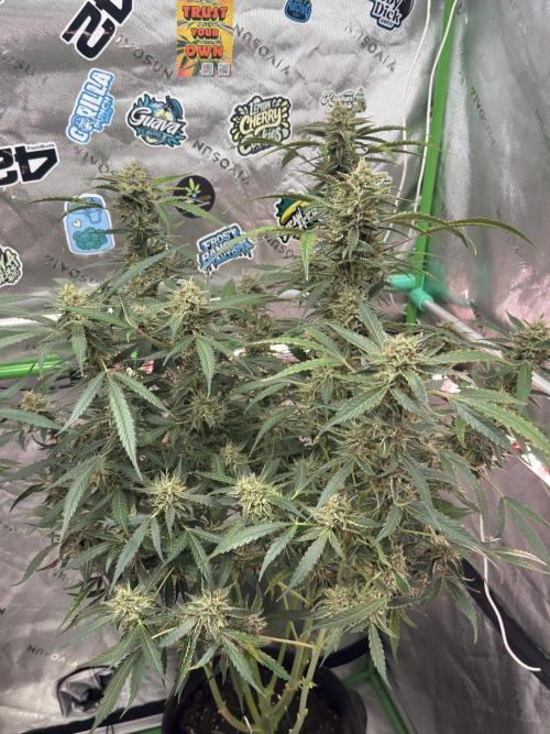 Banana Guava. Week 9
