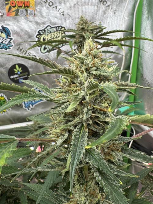 Banana Guava. Week 9