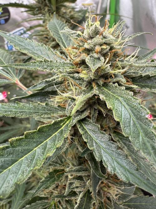 Banana Guava. Week 9