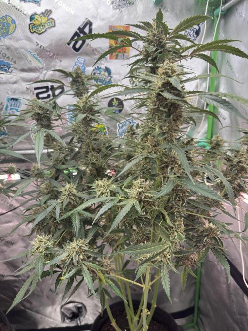 Banana Guava Auto. Week 9