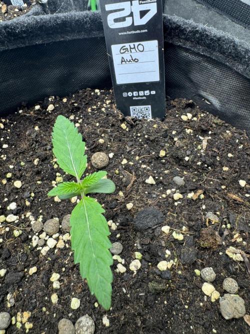 GMO Auto. Week 1