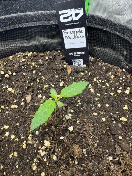 Pineapple OG Auto. Week 1