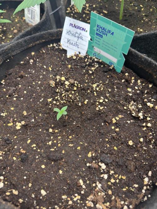 Khalifa Kush Autoflower. Week 0