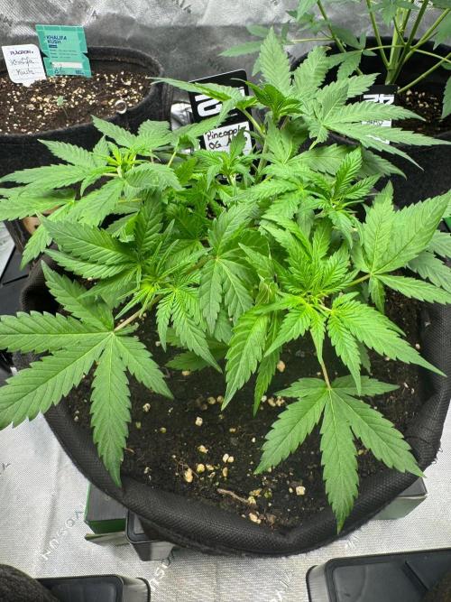 Pinapple OG @Fastbuds. Week 3