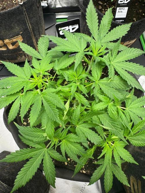 Pinapple OG @Fastbuds. Week 3