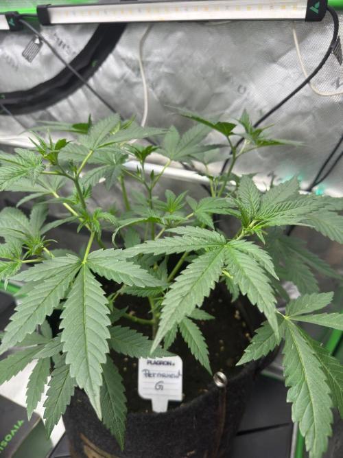Parament G. Week 3