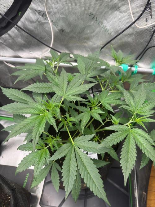 Parament G. Week 3